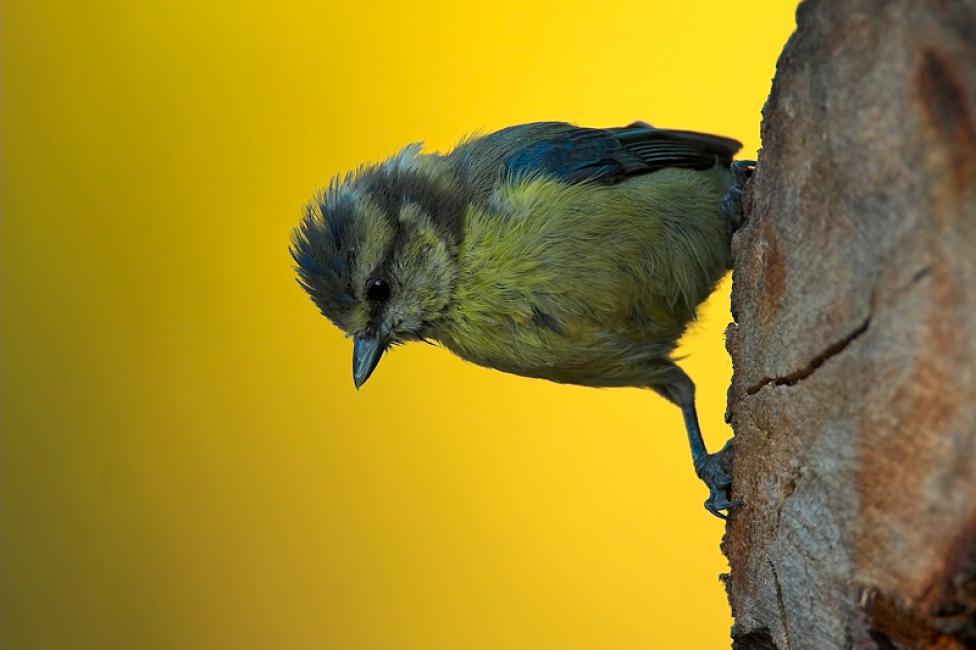 Imagen 35 de la galería de Herrerilo común - Bue tit (Cyanistes caeruleus)